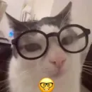 Стикер Котики