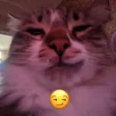 Стикер Котики