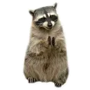 Raccoon