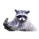 Стикер Raccoon