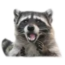 Стикер Raccoon