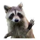 Стикер Raccoon