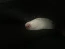 Epic rat