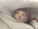 Стикер Epic rat