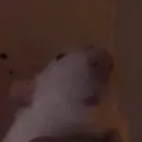 Стикер Epic rat