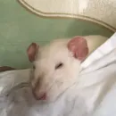 Стикер Epic rat