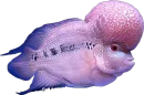Стикер Esche