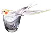 birbs