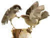 Стикер birbs