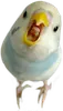 Стикер birbs