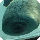 Стикер ТЮЛЕНИ