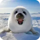 Стикер ТЮЛЕНИ