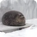 Стикер ТЮЛЕНИ