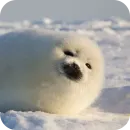 Стикер ТЮЛЕНИ