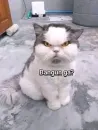 котики
