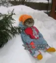 Стикер котики