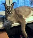 Стикер Floppa