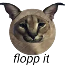 Floppa