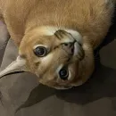 Стикер Floppa