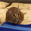 Стикер Floppa