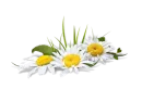 Стикер Flores by Helena