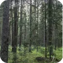 Стикер Природа