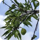 Стикер Природа