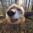 Стикер Лисички