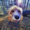 Стикер Лисички