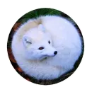 Стикер Fox