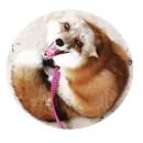 Стикер Fox