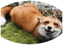 Стикер Fox
