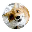 Стикер Fox