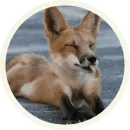 Foxx for Telegram