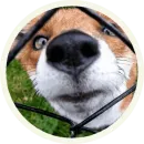 Стикер Foxx for Telegram