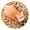 Стикер Foxx for Telegram