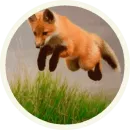Стикер Foxx for Telegram