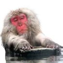 Стикер My freaky zoo