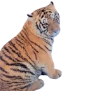 Стикер My freaky zoo