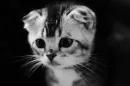 Стикер Free Cats Hugs
