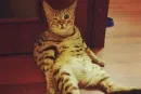 Стикер Free Cats Hugs