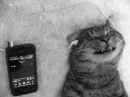 Стикер Free Cats Hugs