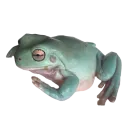 Жабьи лягушки