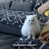 Стикер hhwb
