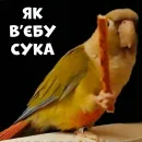 Parrots