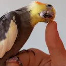 Стикер Parrots