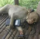 Стикер Обезьяны MP