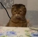 Стикер Мемы