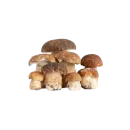 Стикер goblincore