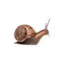 Стикер goblincore